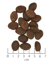 Load image into Gallery viewer, Wolfsblut - Wild Pacific
